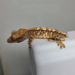 노멀 텐저린 트라이 익스트림할리퀸 화이트스팟