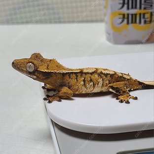 노멀 텐저린 트라이 익스트림할리퀸