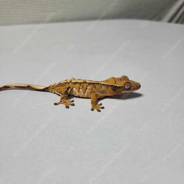 노멀 텐저린 트라이 익스트림할리퀸