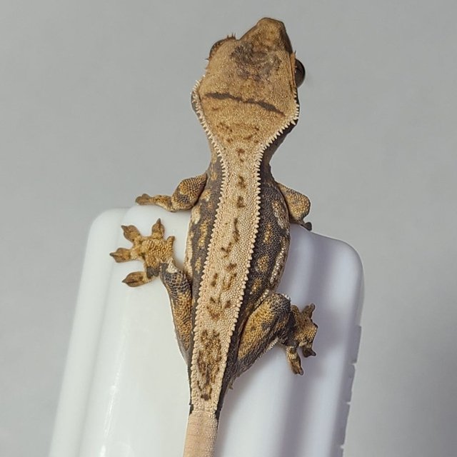 노멀 풀핀 핀스트라이프 트라이 쿼드