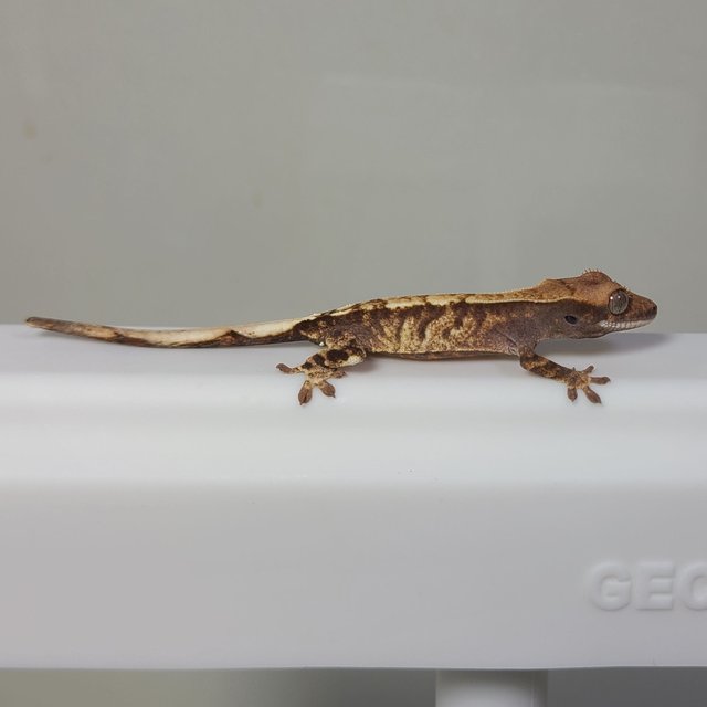 카푸치노 세이블