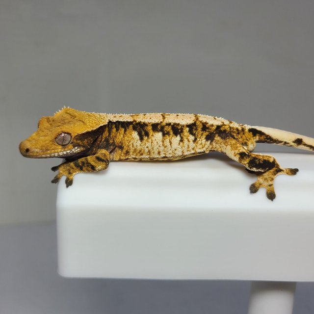 노멀 트라이 익스트림할리퀸