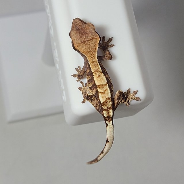 카푸치노 세이블