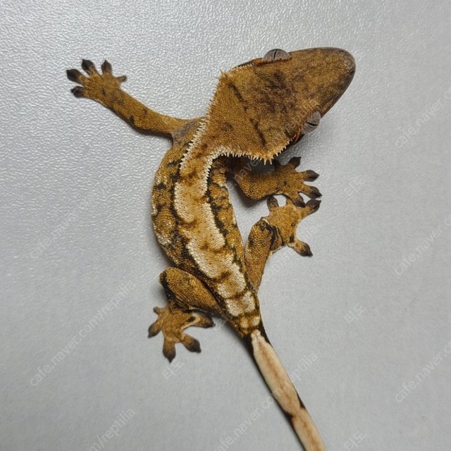 노멀 텐저린 트라이 익스트림할리퀸