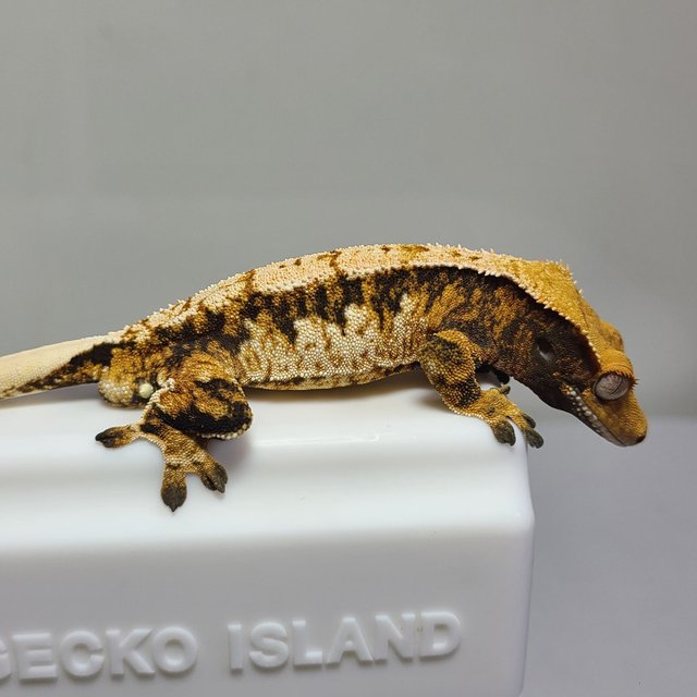 노멀 트라이 익스트림할리퀸