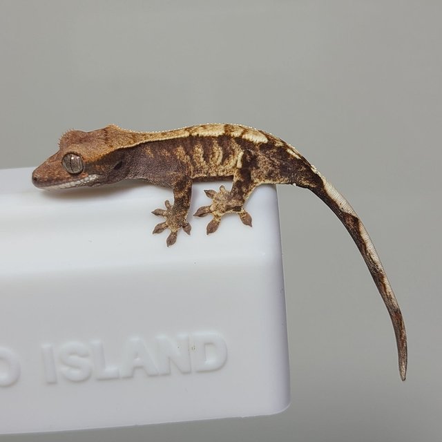 카푸치노 세이블