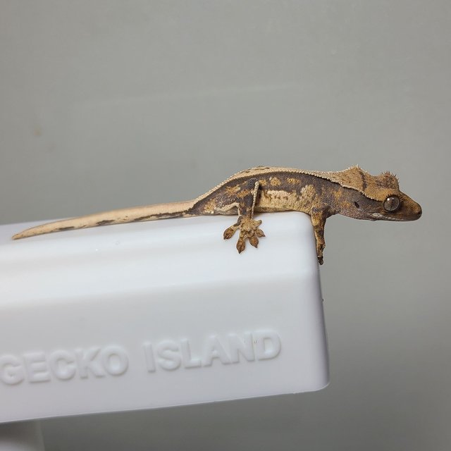 노멀 풀핀 핀스트라이프 트라이 쿼드