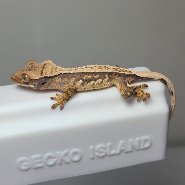 노멀 풀핀 핀스트라이프 트라이 쿼드