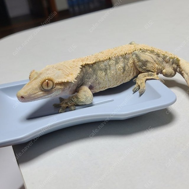 노멀 드리피 화이트스팟