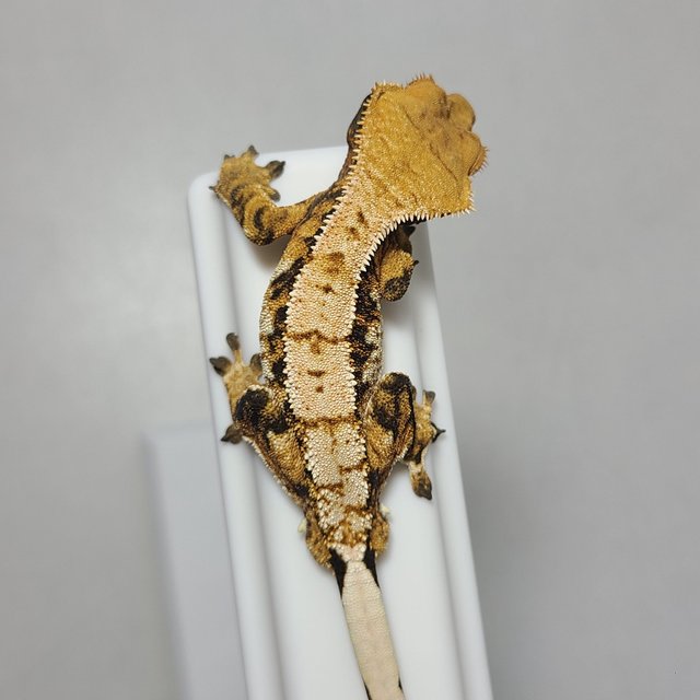 노멀 트라이 익스트림할리퀸