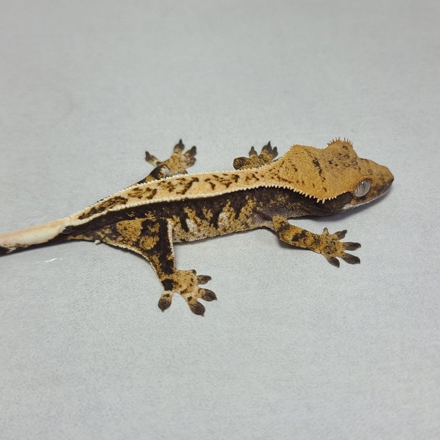 노멀 핀스트라이프 트라이 익스트림할리퀸