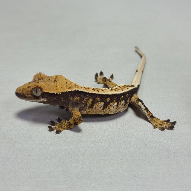 노멀 핀스트라이프 트라이 익스트림할리퀸