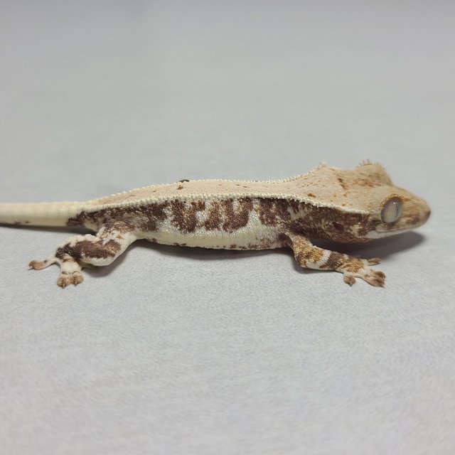 릴리화이트 레드