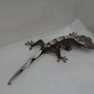 아잔틱