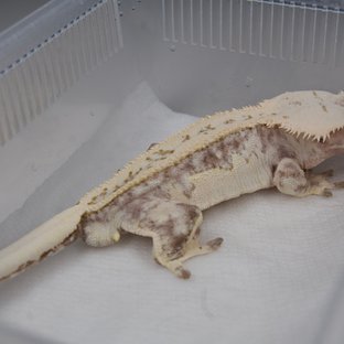 백두