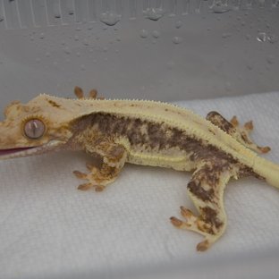 릴리100%헷아잔틱