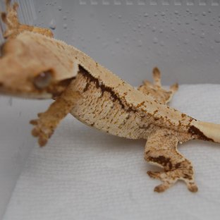 노멀 화이트스팟