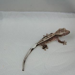 아잔틱