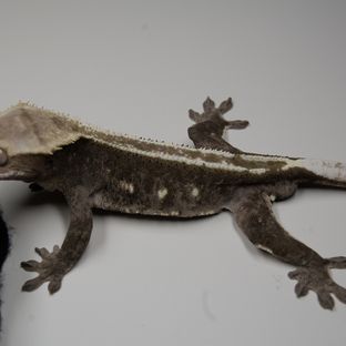 멋짐이