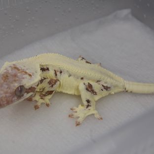 프라푸치노