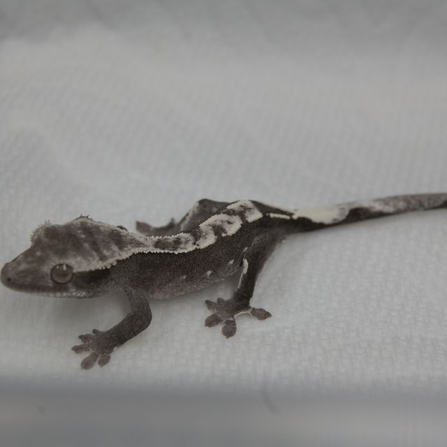 아잔틱