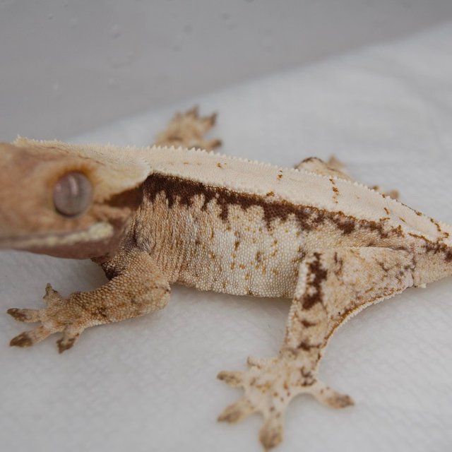 노멀 드리피 화이트스팟