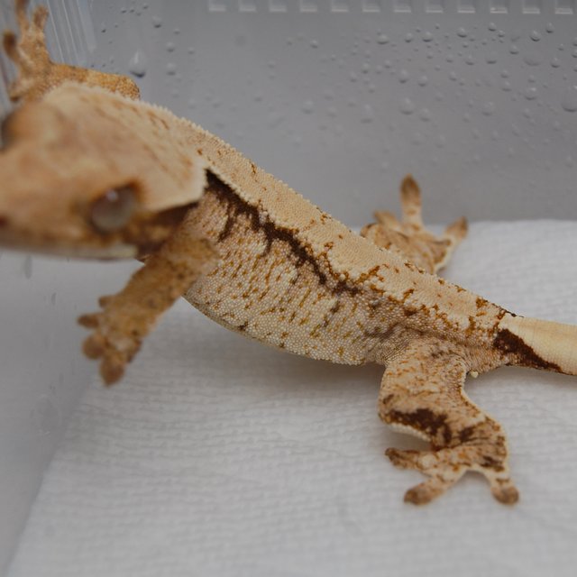 노멀 화이트스팟