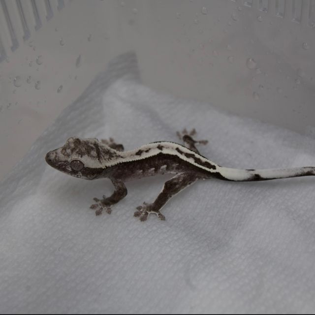 아잔틱