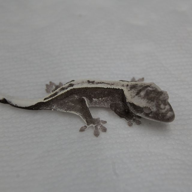 아잔틱