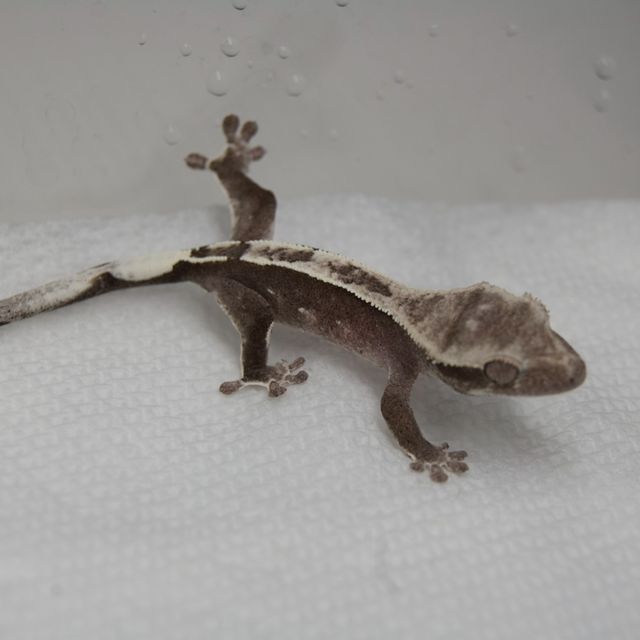아잔틱