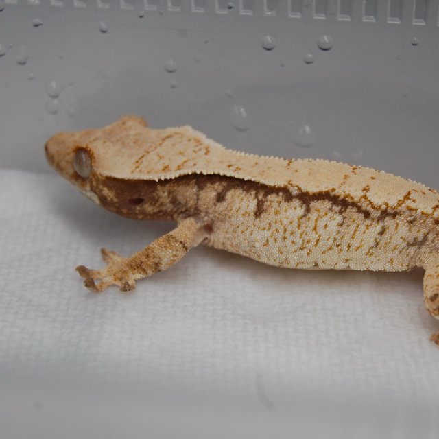 노멀 화이트스팟