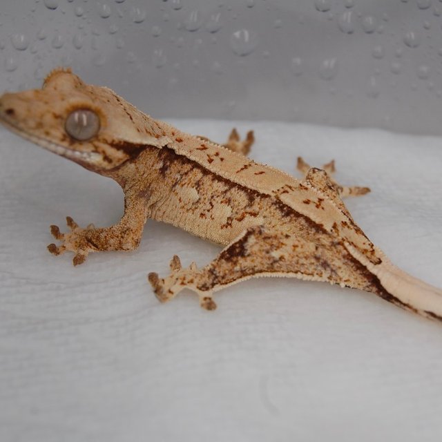 노멀 드리피 화이트스팟