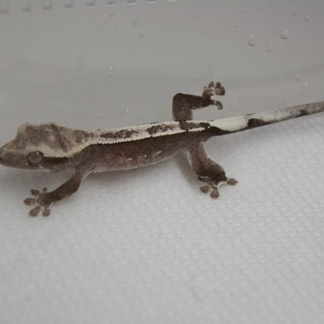 아잔틱