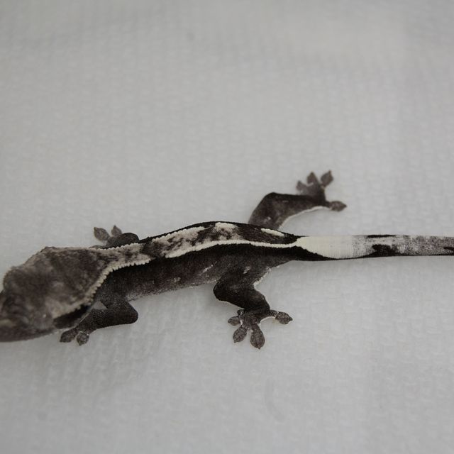 아잔틱