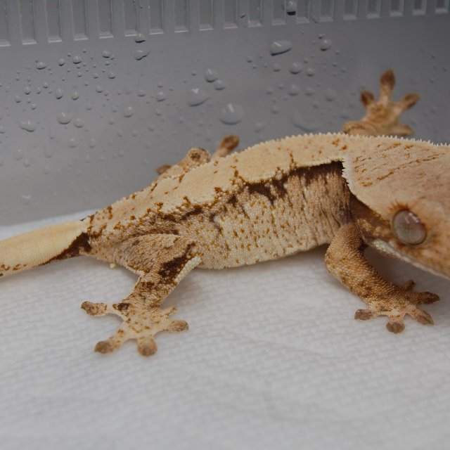 노멀 화이트스팟