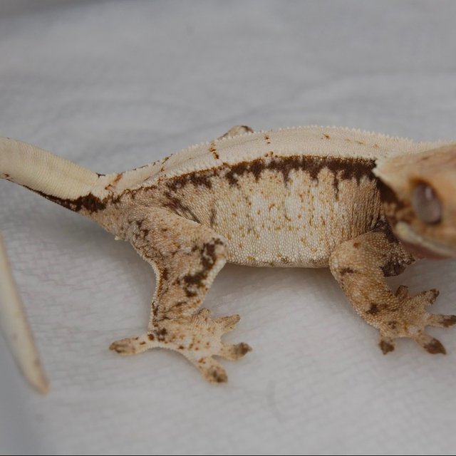 노멀 드리피 화이트스팟