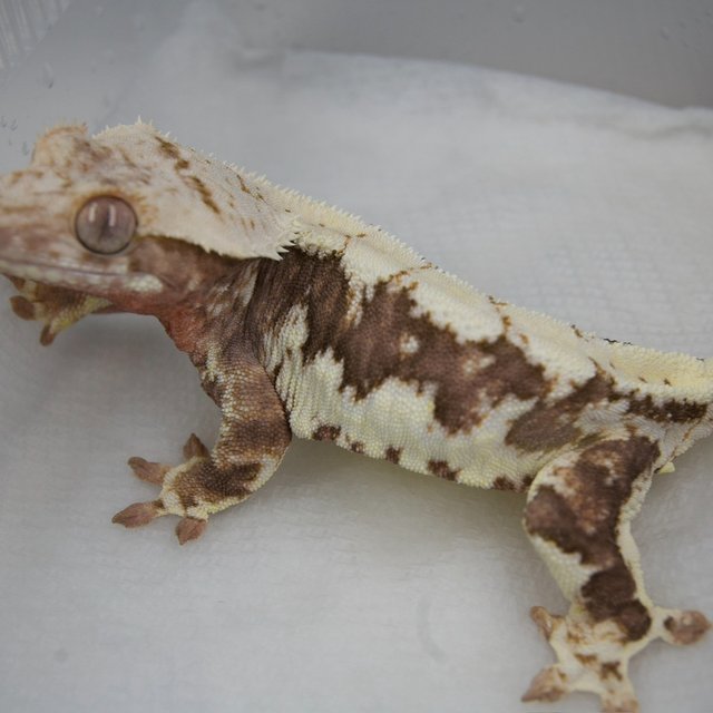 릴리100%헷아잔틱