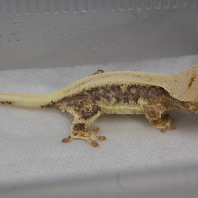 릴리100%헷아잔틱