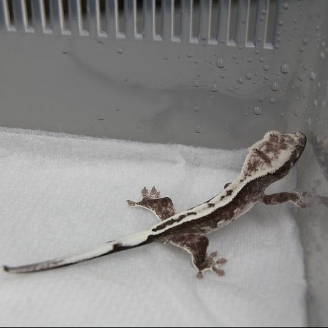 아잔틱