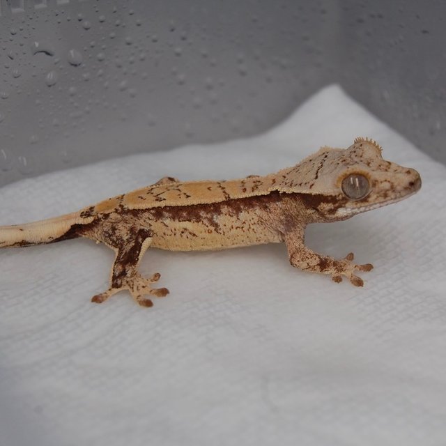 노멀 드리피 화이트스팟