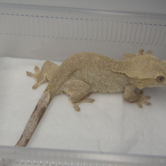 아잔틱