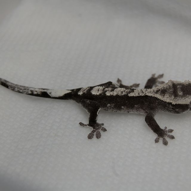 아잔틱