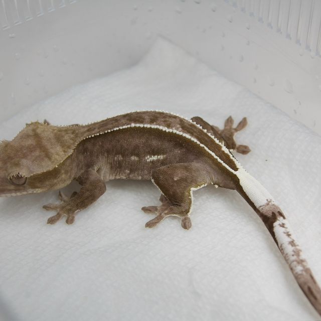 아잔틱