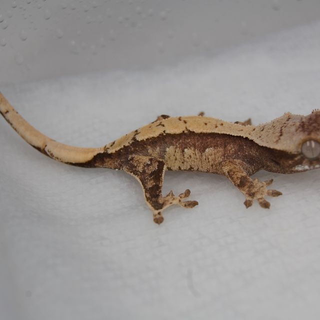 노멀 드리피 화이트스팟