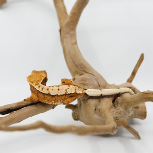 노멀 트라이 텐저린