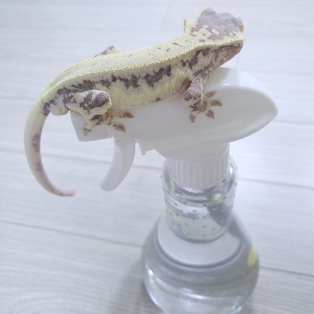 릴리화이트 프라푸치노