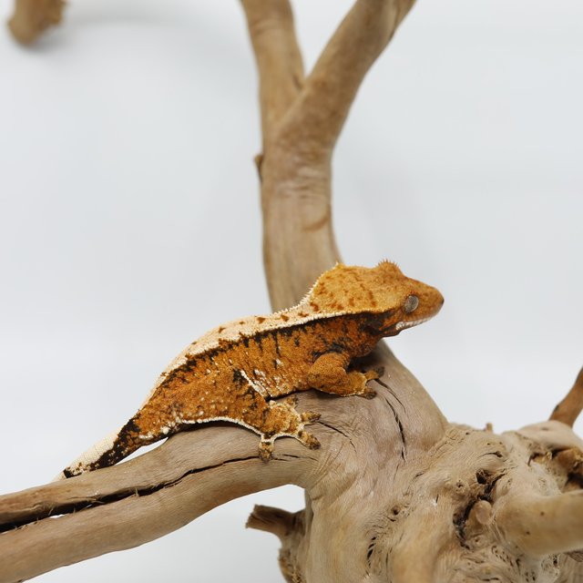 노멀 트라이 텐저린