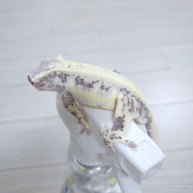 릴리화이트 프라푸치노