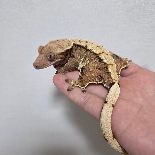 노멀 트라이 텐저린