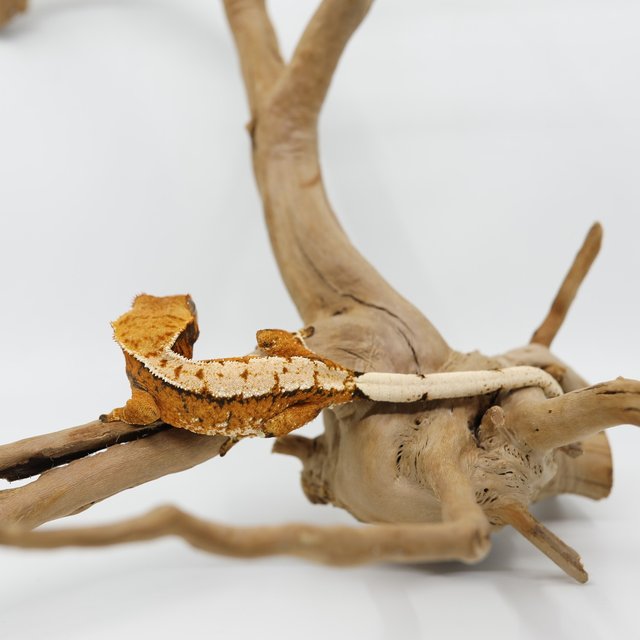 노멀 트라이 텐저린